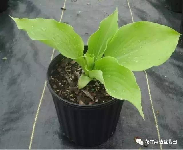 室内盆栽绿植搭配净化效果_常春藤室内空气净化_适合与鸟类共处的室内植物推荐