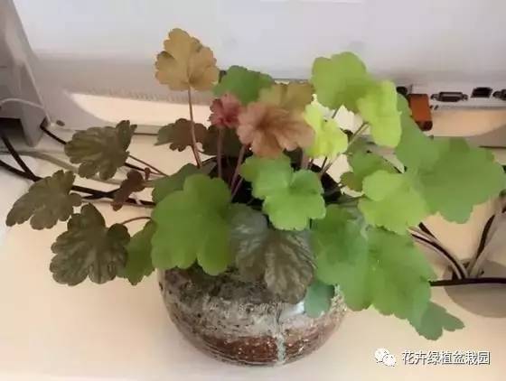 适合与鸟类共处的室内植物推荐_常春藤室内空气净化_室内盆栽绿植搭配净化效果