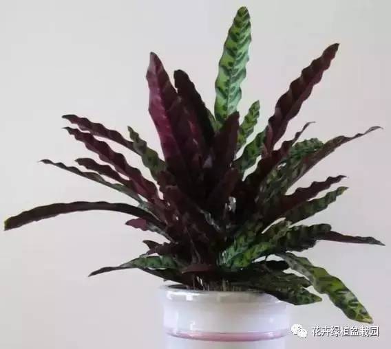适合与鸟类共处的室内植物推荐_常春藤室内空气净化_室内盆栽绿植搭配净化效果