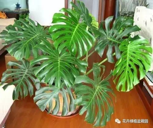 常春藤室内空气净化_室内盆栽绿植搭配净化效果_适合与鸟类共处的室内植物推荐