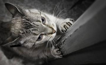 猫咪训练不抓家具技巧_如何让猫咪爱上猫抓柱_猫咪磨爪训练方法