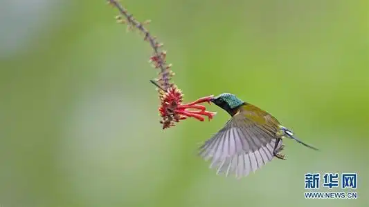 这些不科学的爱，对鸟的伤害可能更大-派特超人-宠物