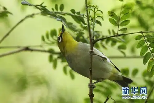 鸟类日常情绪调节方法_早成鸟晚成鸟区分_爱鸟护鸟救助方法