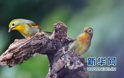 早成鸟晚成鸟区分_爱鸟护鸟救助方法_鸟类日常情绪调节方法