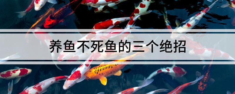 养鱼不死鱼的三个绝招-派特超人-宠物