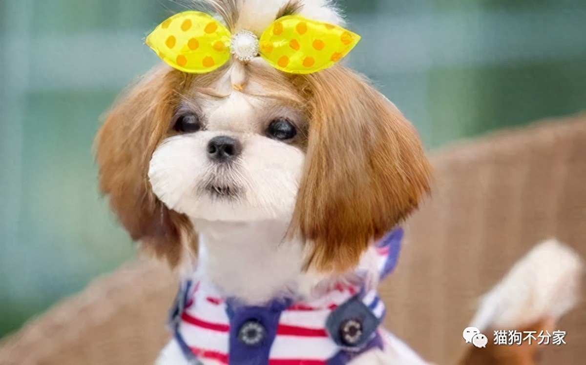 秋冬季节，狗狗毛发护理相当重要！狗狗毛发打理的秘诀-派特超人-宠物