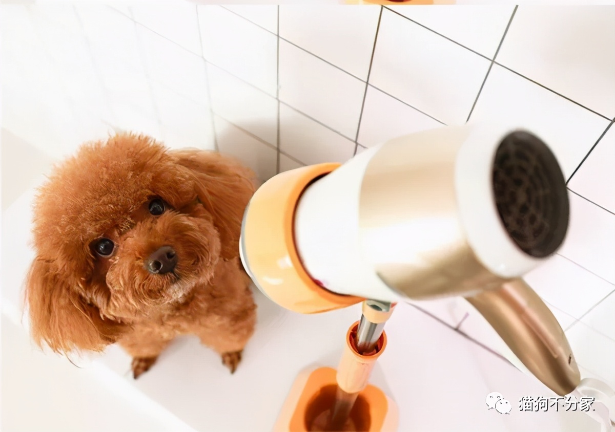 长毛犬洗澡前的毛发疏通_秋冬狗狗毛发打理秘诀_狗狗换毛期护理方法