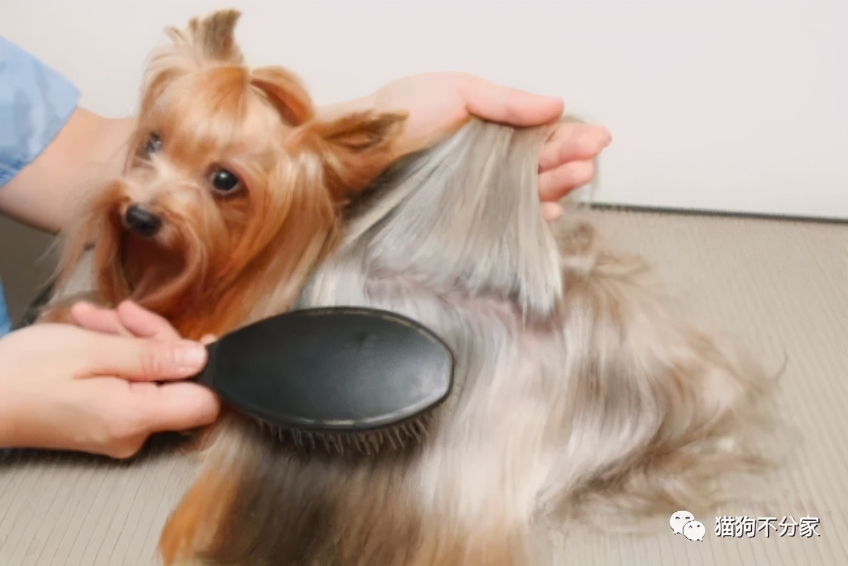 秋冬狗狗毛发打理秘诀_长毛犬洗澡前的毛发疏通_狗狗换毛期护理方法