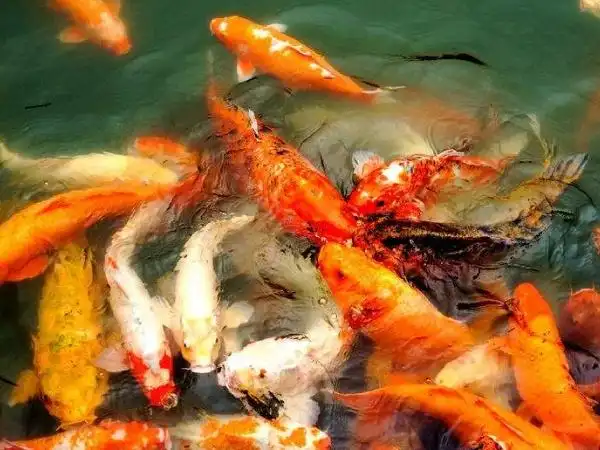 锦鲤喂食技巧_养鱼达人都在用的喂食技巧_水温控制锦鲤喂食