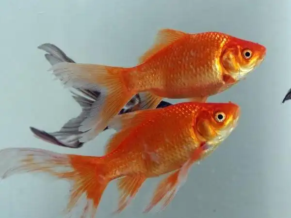 水温控制锦鲤喂食_养鱼达人都在用的喂食技巧_锦鲤喂食技巧