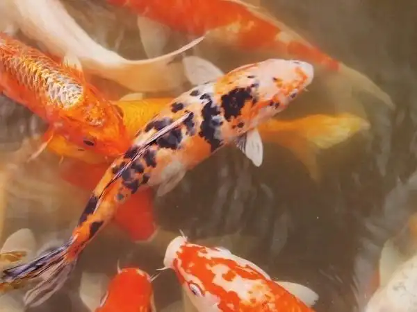 水温控制锦鲤喂食_养鱼达人都在用的喂食技巧_锦鲤喂食技巧