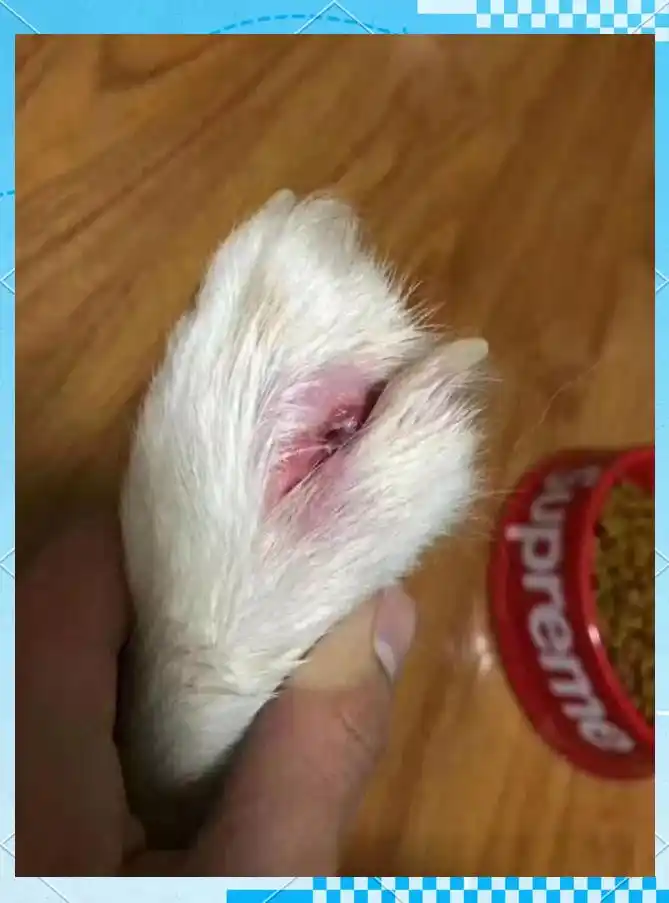 夏季狗狗趾间炎治疗_狗狗脚趾发红？趾间炎和过敏反应_狗狗趾间炎症状与预防