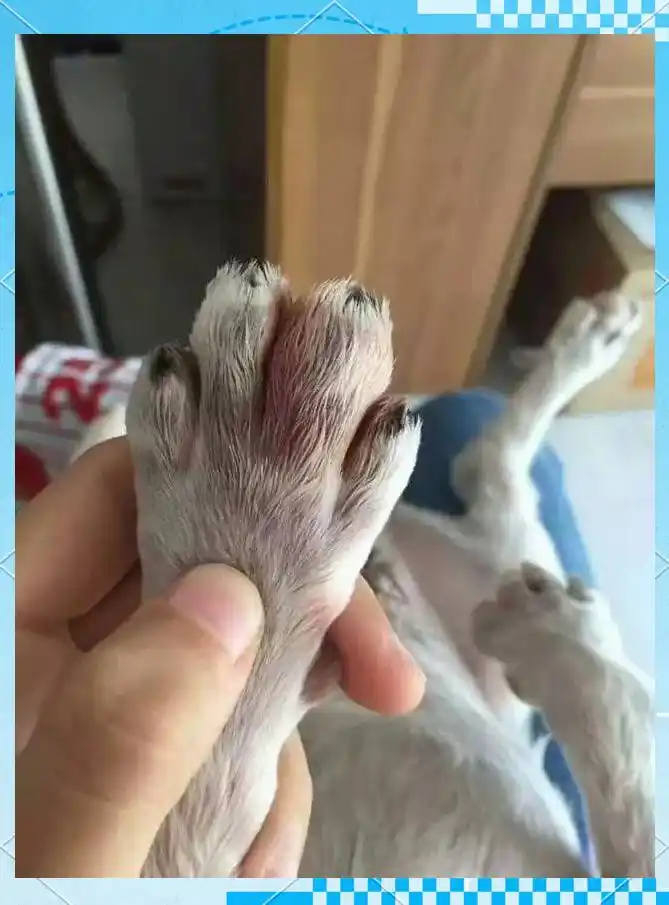 狗狗趾间炎症状与预防_狗狗脚趾发红？趾间炎和过敏反应_夏季狗狗趾间炎治疗