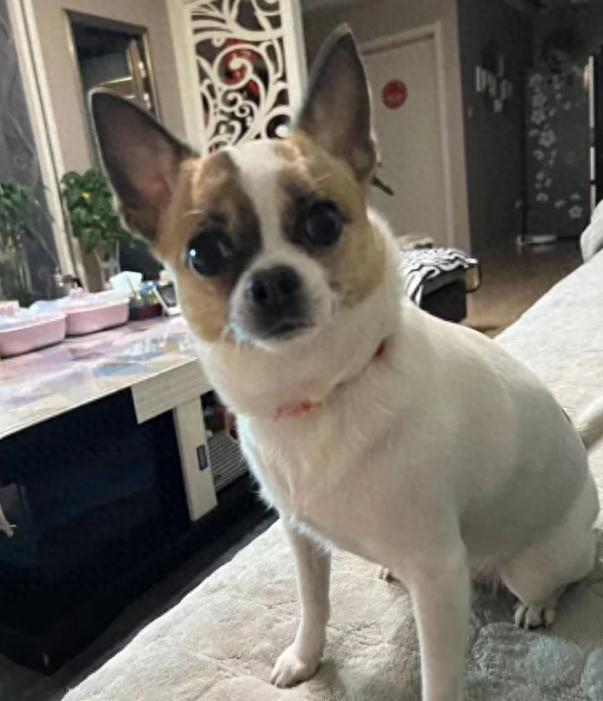 遛狗回家后，要给狗狗洗爪子吗？-派特超人-宠物