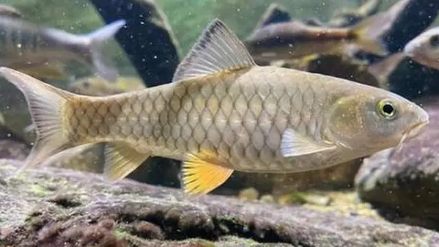 鱼身上的败血症怎么治？鱼身上有红血丝怎么治？这样处理快速高效-派特超人-宠物