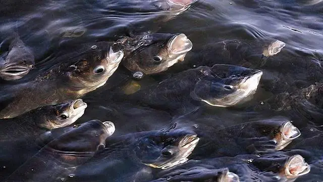 水产养殖败血症防治_鱼败血症治疗方法_鱼体出现血丝的急救方案