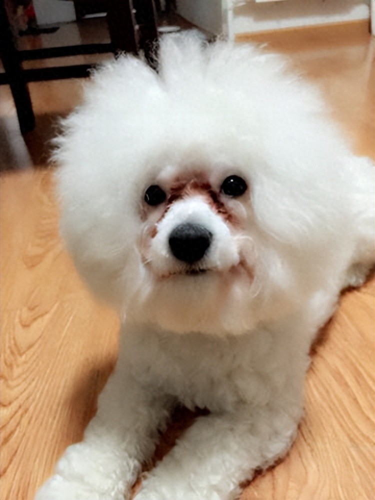 洗澡时如何清洗狗狗的尾根_解决狗狗泪痕对策_狗狗泪痕原因