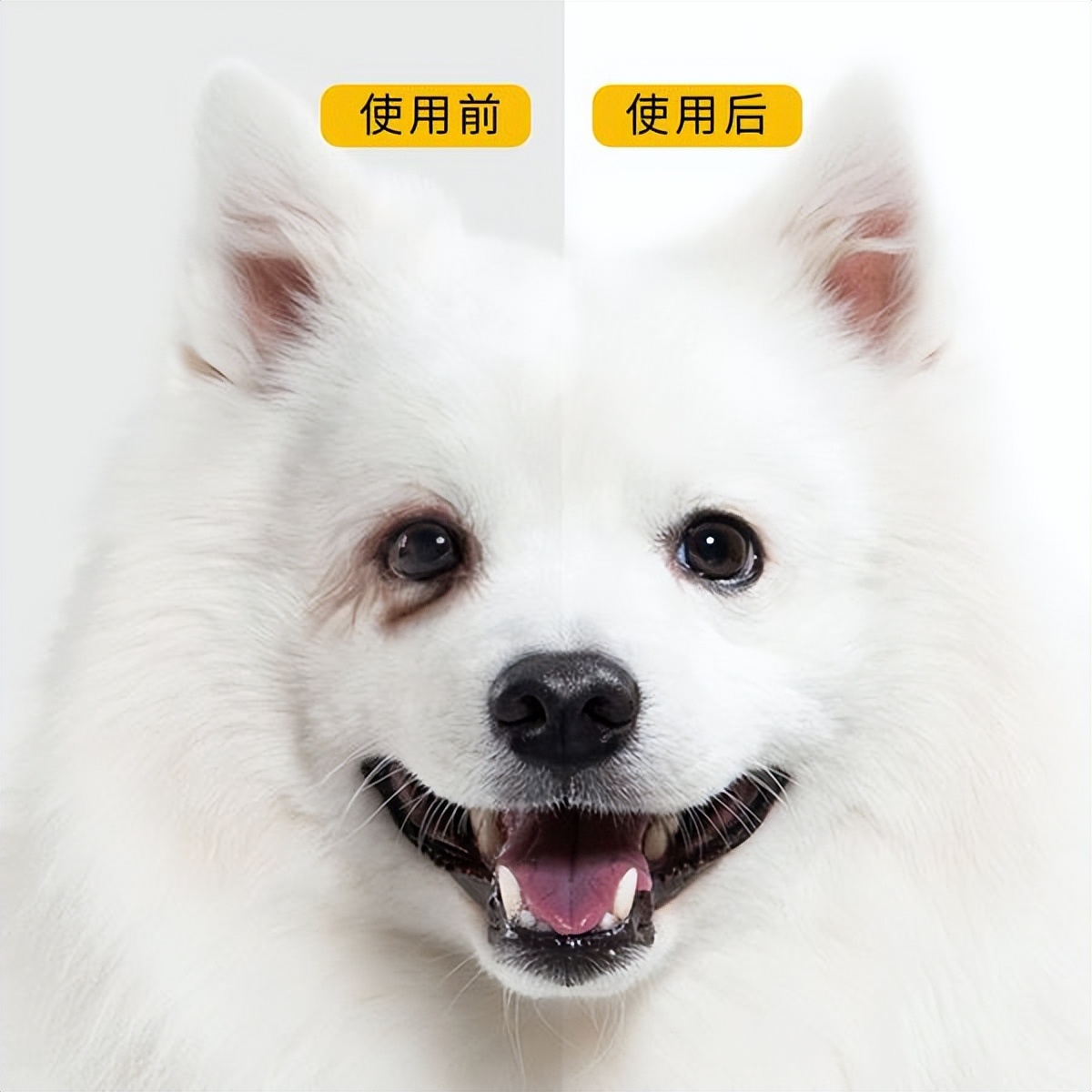 解决狗狗泪痕对策_洗澡时如何清洗狗狗的尾根_狗狗泪痕原因