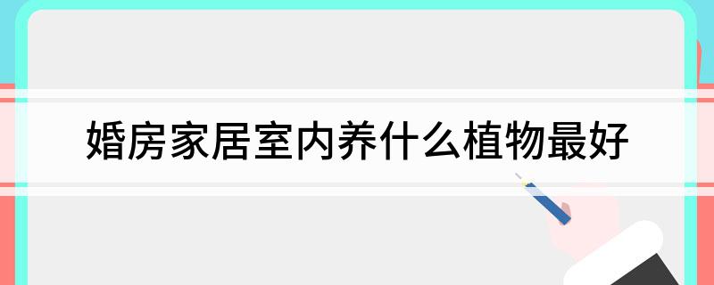 婚房家居室内养什么植物最好-派特超人-宠物