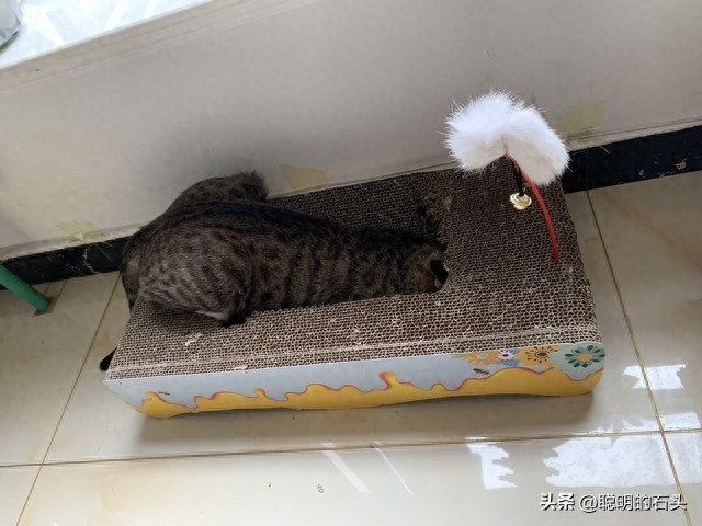 月入3000养猫省钱攻略_如何让猫咪爱上猫抓柱_平价猫咪好物推荐