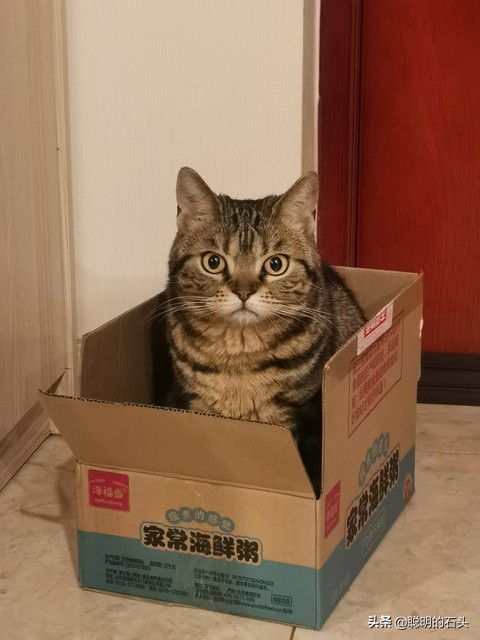 如何让猫咪爱上猫抓柱_月入3000养猫省钱攻略_平价猫咪好物推荐