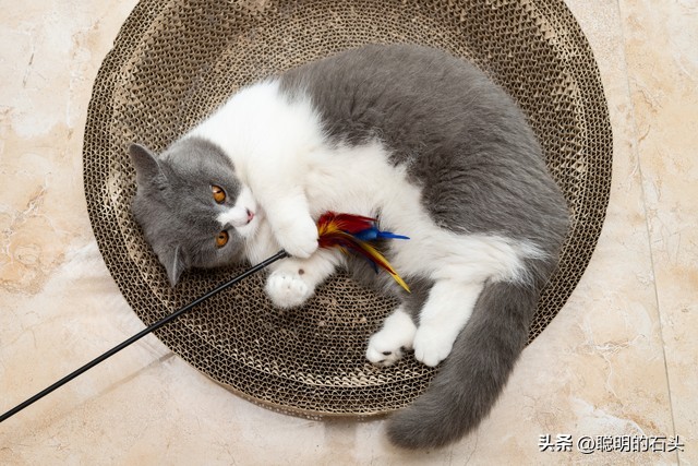 月入3000养猫省钱攻略_如何让猫咪爱上猫抓柱_平价猫咪好物推荐