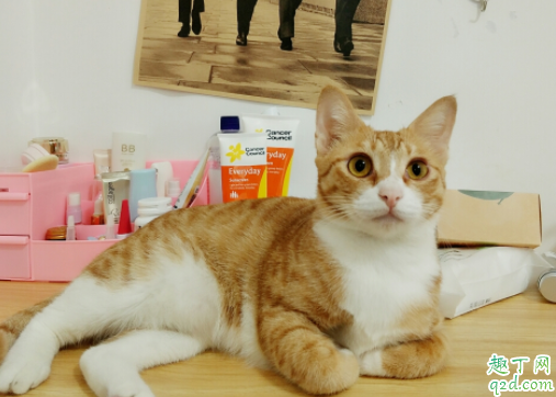 为什么猫咪经常揣着手 猫咪抗拒剪指甲怎么办1