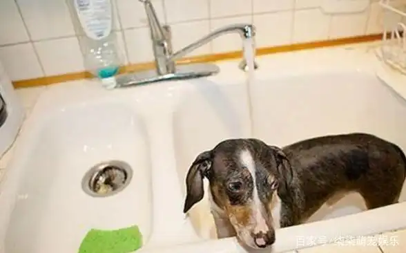 寒冷冬季狗狗如何洗澡？冬季给狗狗洗澡的注意事项-派特超人-宠物