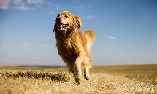低温天气狗狗洗澡方法_洗澡时如何清洗狗狗的胸部_冬季狗狗洗澡注意事项