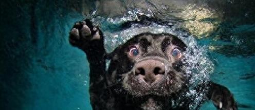 狗狗皮肤问题频发？掌握这些护理技巧，让你的宠物远离皮肤困扰！-派特超人-宠物