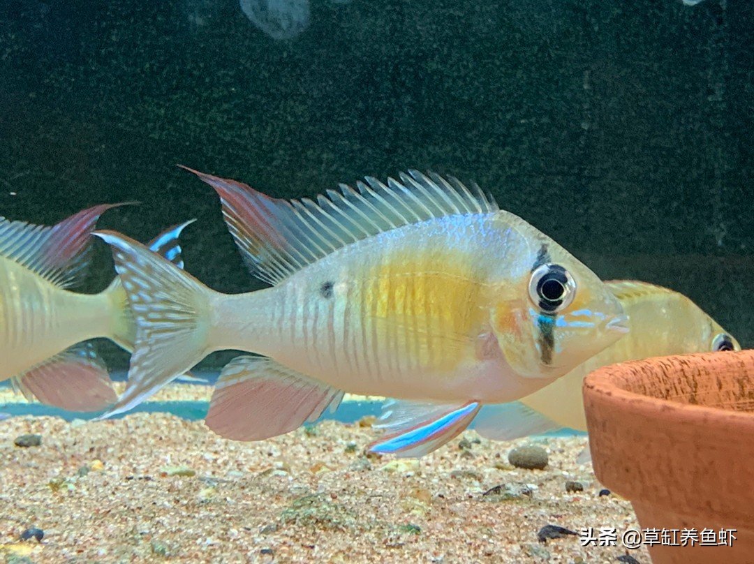 鱼缸加盐浓度0.3-0.5%_鱼缸加盐治疗的精准用量_鱼缸加盐好处与坏处