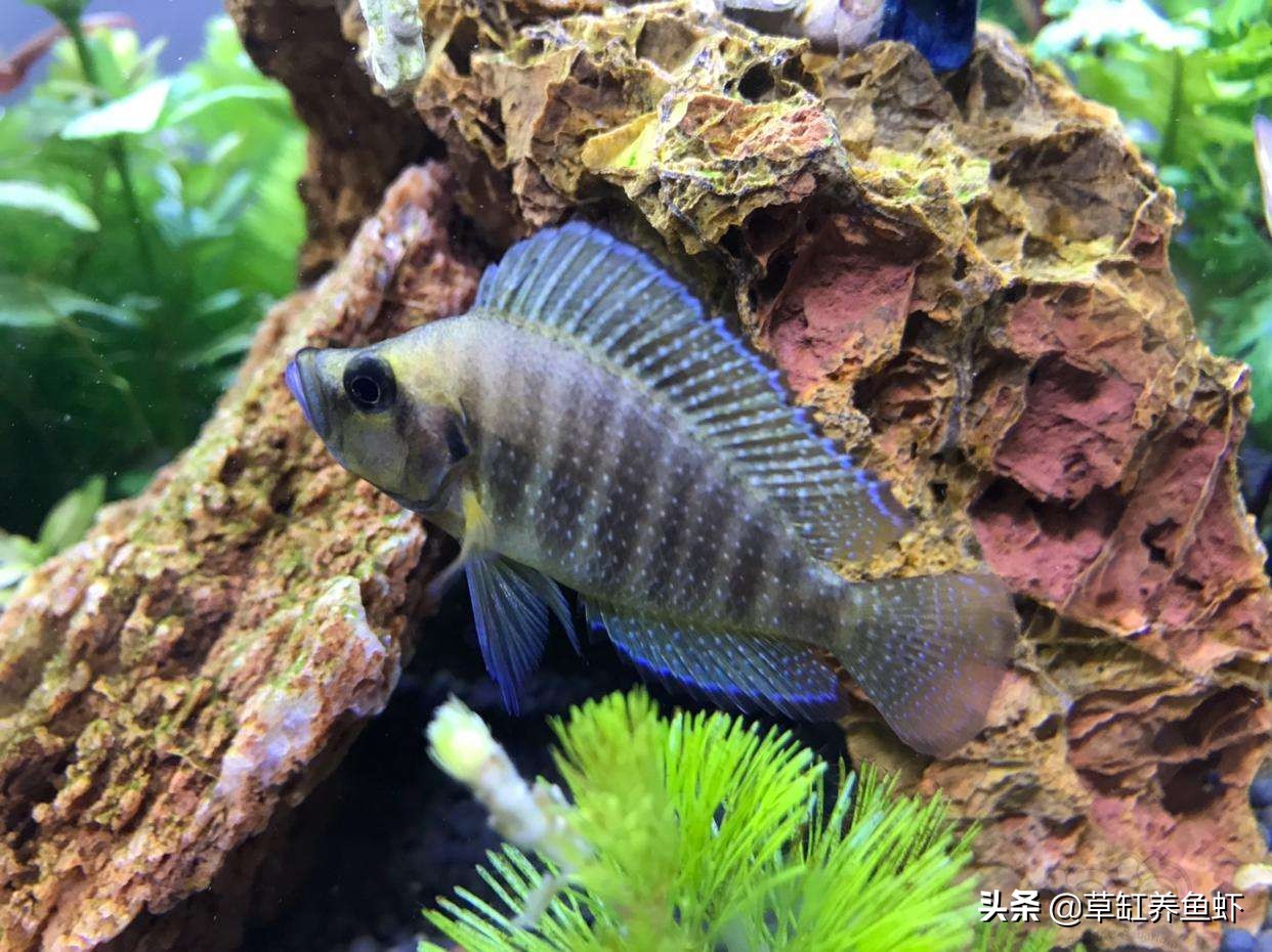 鱼缸加盐浓度0.3-0.5%_鱼缸加盐好处与坏处_鱼缸加盐治疗的精准用量
