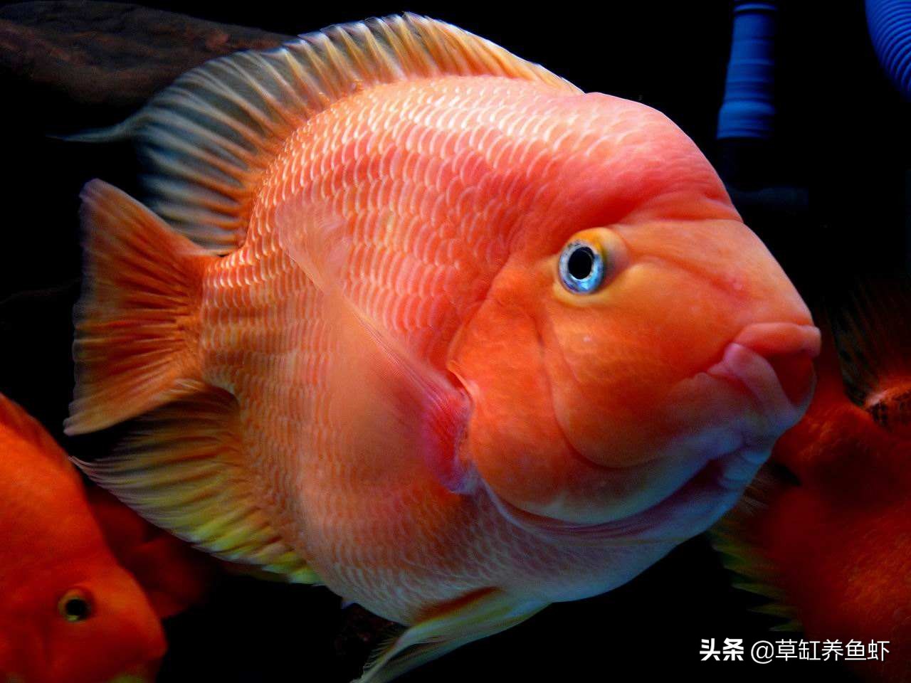 鱼缸加盐治疗的精准用量_鱼缸加盐浓度0.3-0.5%_鱼缸加盐好处与坏处