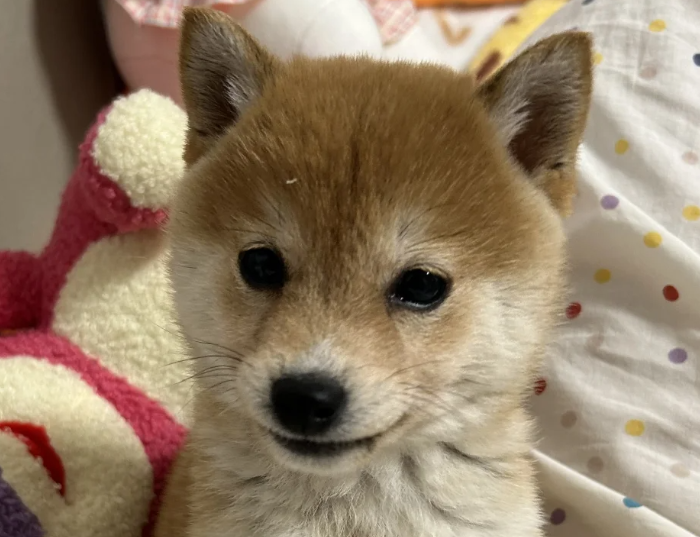 刚抱回家的奶狗臭烘烘？手把手教你避开洗澡雷区！-派特超人-宠物