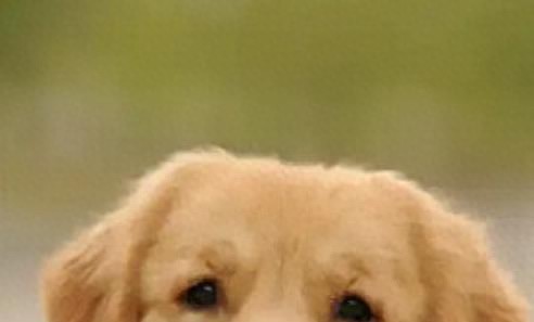 宠物狗洗澡频率大揭秘！避免这些常见错误，保护它们的皮肤健康！-派特超人-宠物