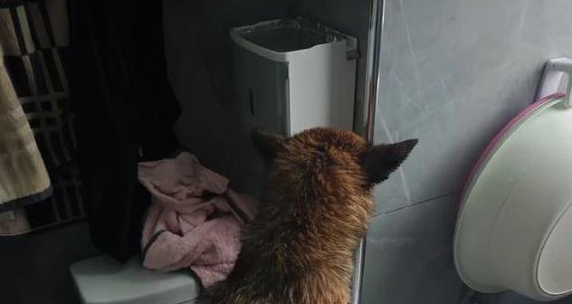 狗狗洗澡频率与皮肤问题_宠物洗澡频率对皮肤健康影响_洗澡时如何分散狗狗注意力