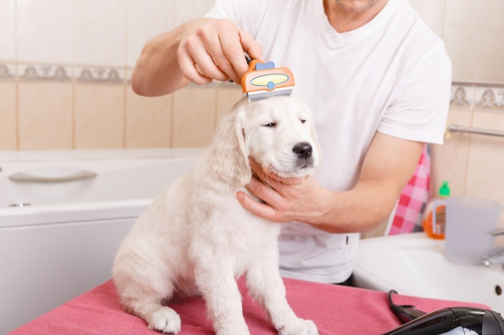 狗狗洗澡频率_幼犬洗澡后的快速擦干_幼犬不宜洗澡