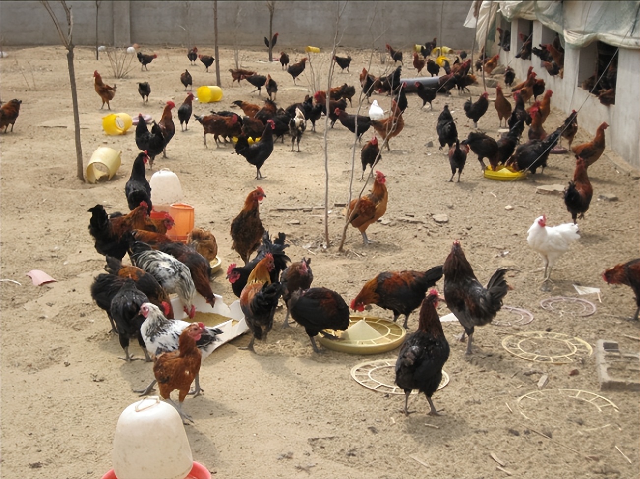 鱼体消瘦的营养调节_鸡消瘦原因分析_寄生虫感染防治