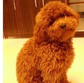 狗狗耳朵藏污垢易生病，1招学会清理，省钱又健康-派特超人-宠物