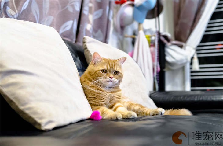 猫突然吐了一大堆未消化猫粮