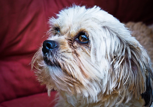 家有爱宠：狗狗尿液里有血是什么病？可以采取什么措施解决？-派特超人-宠物