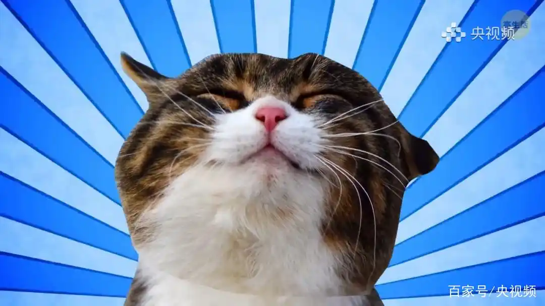 猫咪行为底线_怎样训练猫咪装死_猫咪照顾注意事项