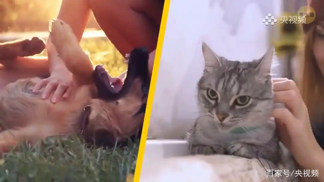 猫咪行为底线_怎样训练猫咪装死_猫咪照顾注意事项