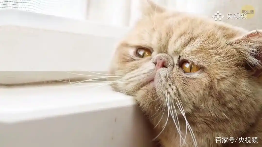 怎样训练猫咪装死_猫咪照顾注意事项_猫咪行为底线