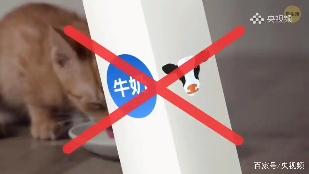 猫咪行为底线_猫咪照顾注意事项_怎样训练猫咪装死