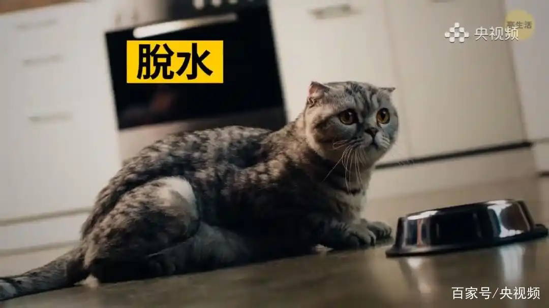 怎样训练猫咪装死_猫咪照顾注意事项_猫咪行为底线