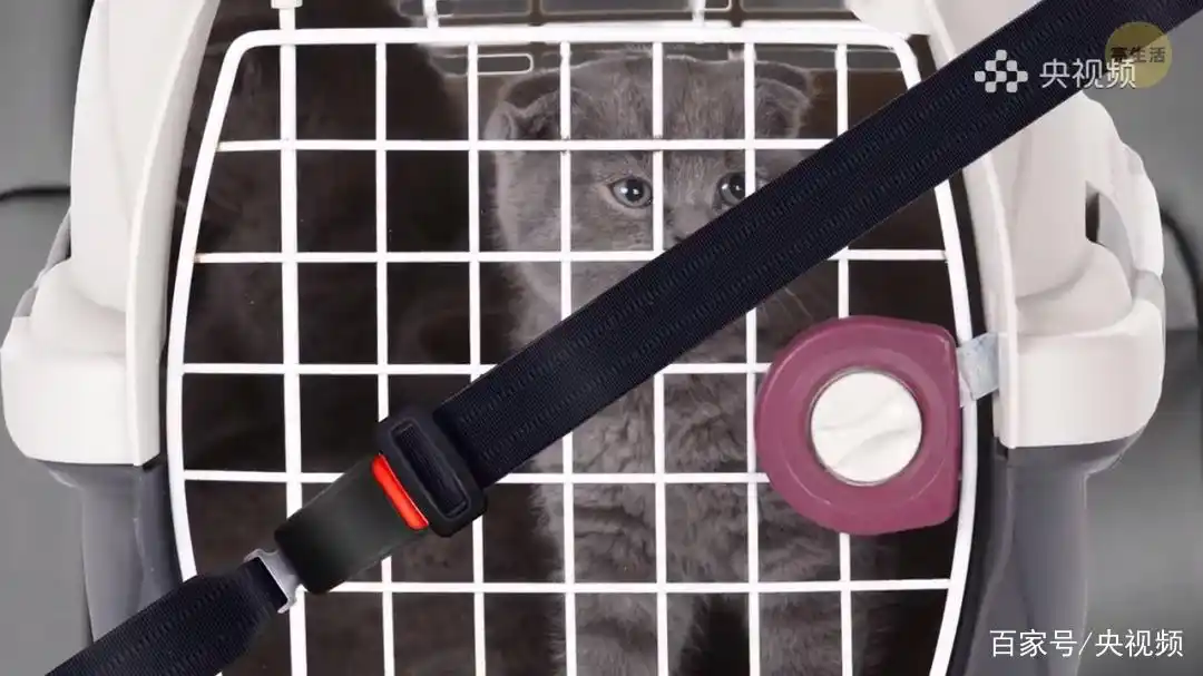 猫咪照顾注意事项_怎样训练猫咪装死_猫咪行为底线