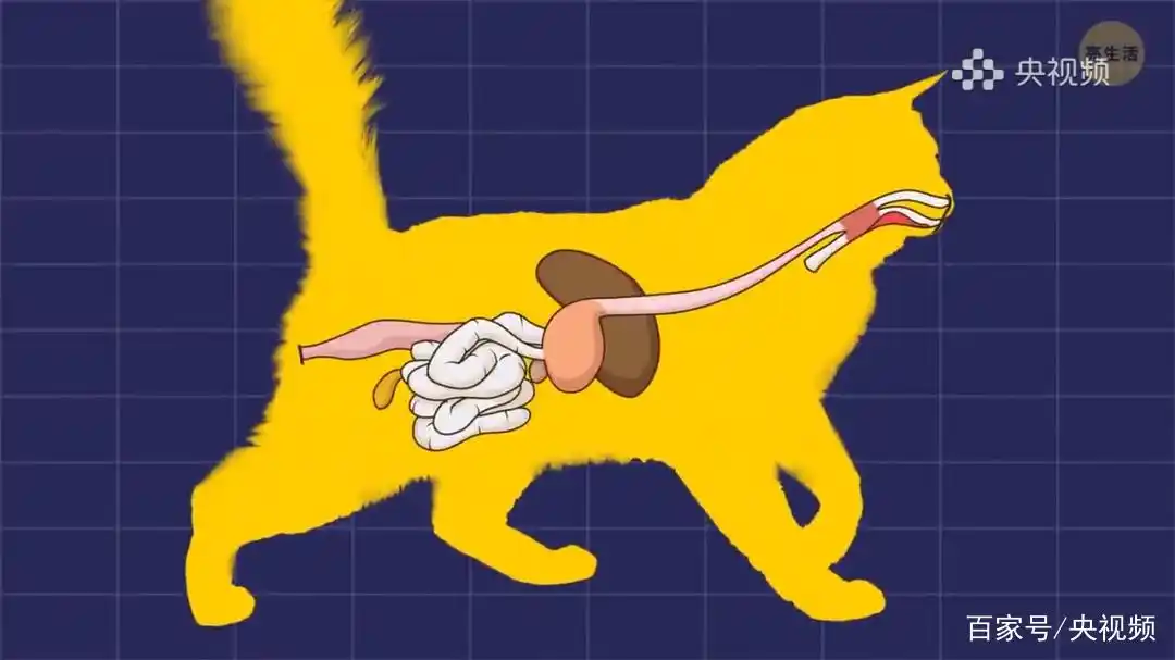 猫咪行为底线_怎样训练猫咪装死_猫咪照顾注意事项