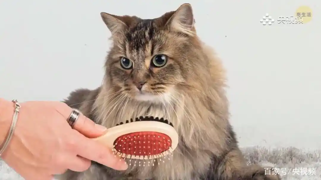 猫咪行为底线_怎样训练猫咪装死_猫咪照顾注意事项