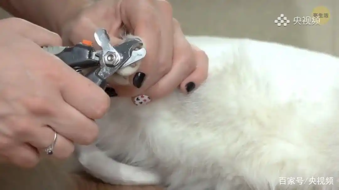 猫咪行为底线_猫咪照顾注意事项_怎样训练猫咪装死